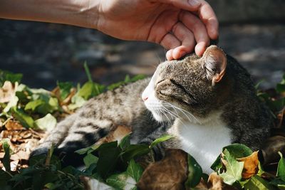 Cat being petted on the head