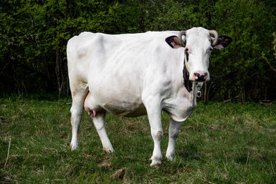 Cow standing on field