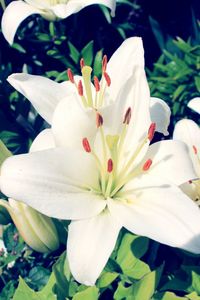 Close-up of white lily