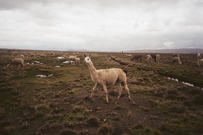 Llamas on field against sky