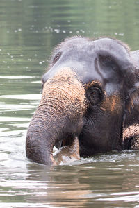 Close-up of elephant drinking water