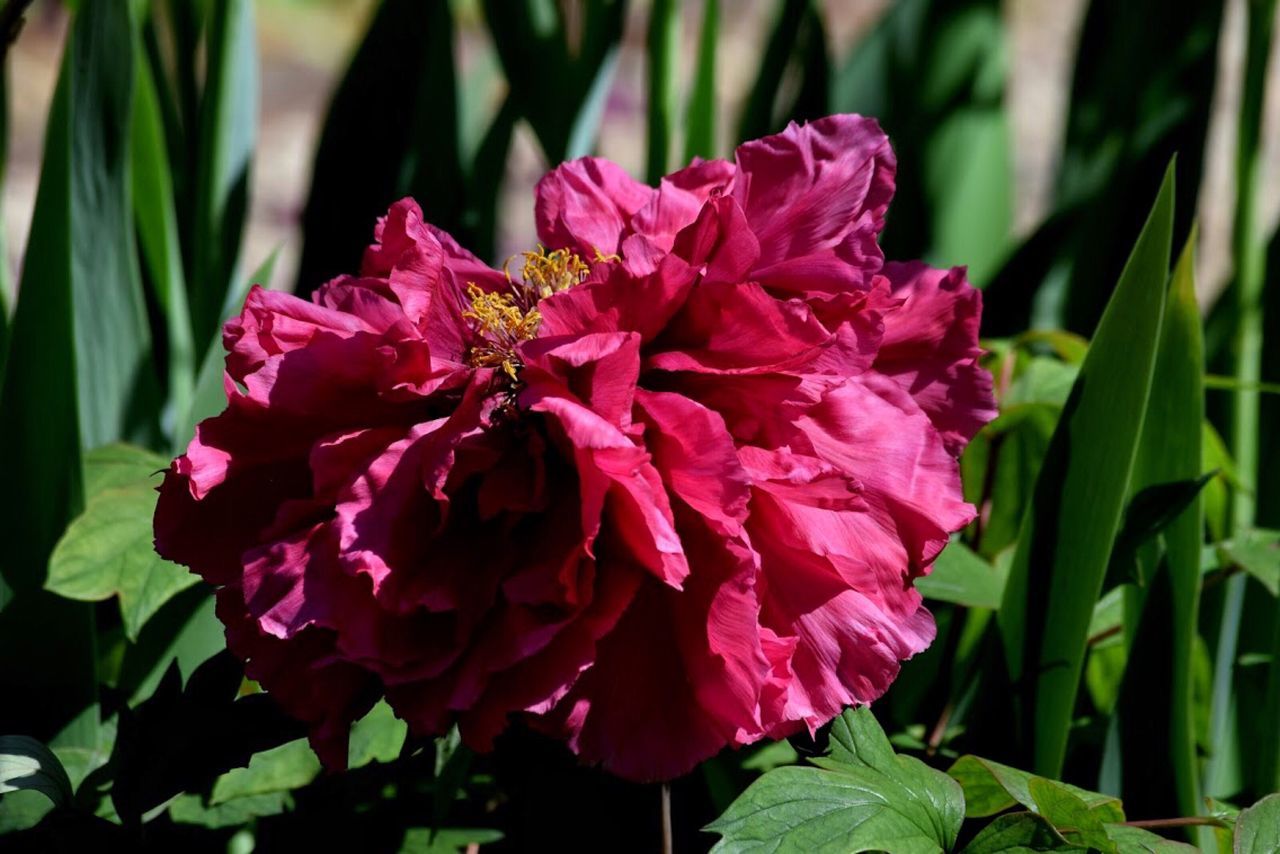 CLOSE-UP OF PINK FLOWER