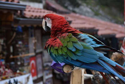 Close-up of parrot perching on wood