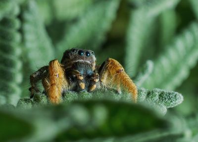 Close-up of spider