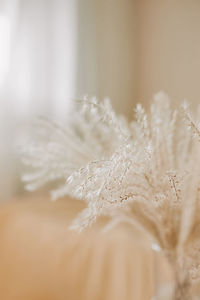 Close-up of feather