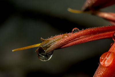 Close-up of water drops on red flower