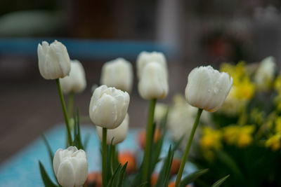 Close-up of white flowering plants on field