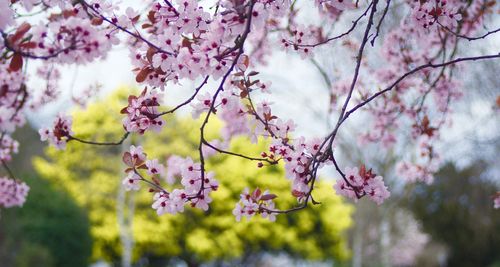 Close-up of pink flowers blooming on tree