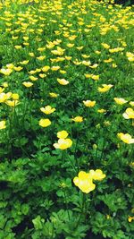 Yellow flowers growing in field