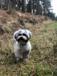 Portrait of dog on field