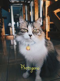 Portrait of cat sitting on seat