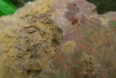 Close-up of moss on rock