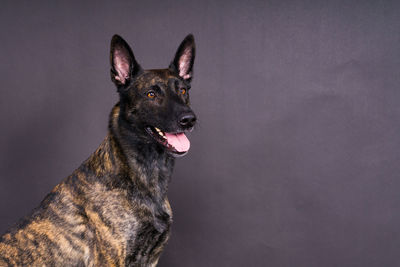 Portrait of dog against black background