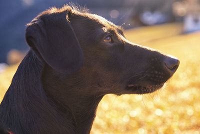 Close-up of dog