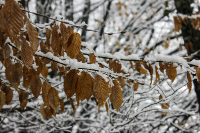 Close-up of frozen tree during winter