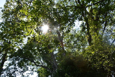 Low angle view of trees against sky