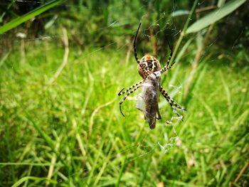 Close-up of spider on plant