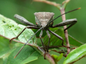 Close-up of butterfly on plant