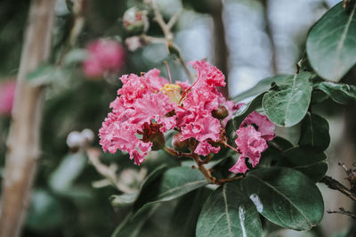 Close-up of pink flowering plant