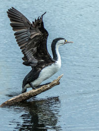 Cormorant perching on wood in river