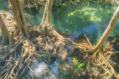 High angle view of plants in lake