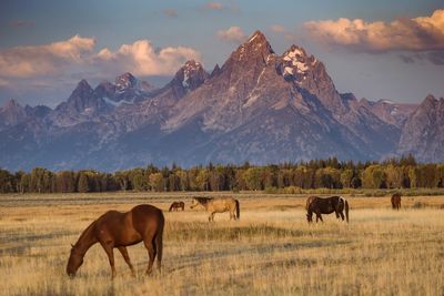 Horses on field against mountains