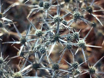 Close-up of cactus plant