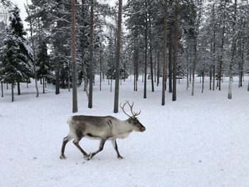 View of deer on snow covered field