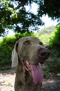 Close-up of tree trunk