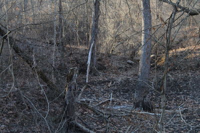 Bare trees in forest