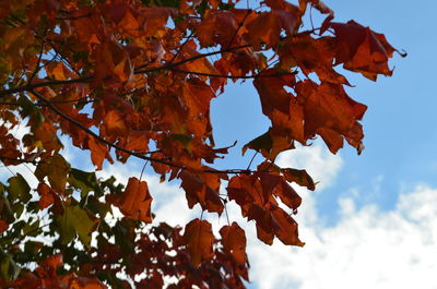 Low angle view of maple tree against sky