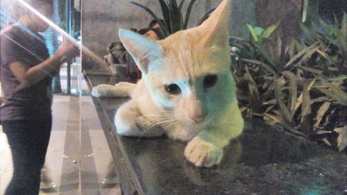 Close-up of cat in aquarium