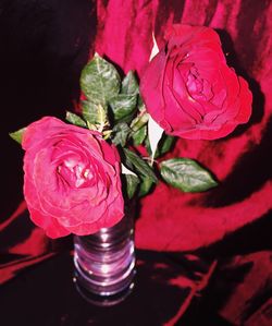 Close-up of roses against black background