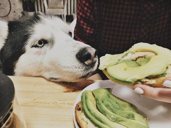 Close-up of hand feeding dog at home