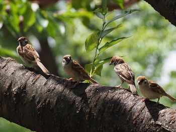 Bird perching on a branch