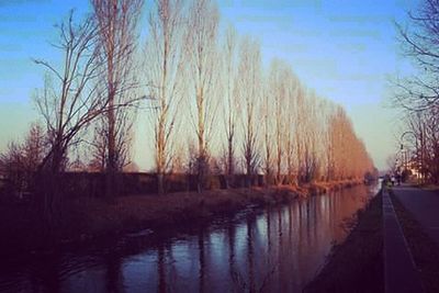 Bare trees against sky