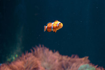 Fish swimming in sea