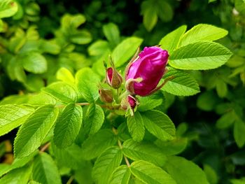 Close-up of red flower blooming outdoors