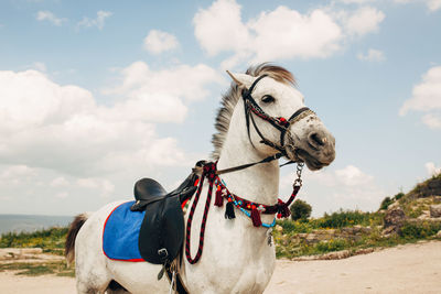 Low angle view of horse standing on field against sky