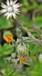 Close-up of insect on flower