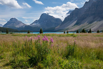 Purple flowering plants on field by mountains against sky