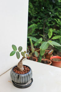 Close-up of small potted plant on table