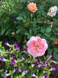 Close-up of pink flowers blooming outdoors