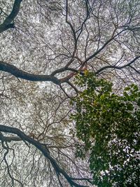 Low angle view of bare tree in forest