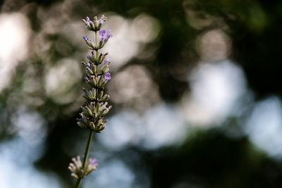 Close-up of purple flowering plant