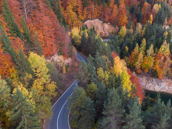 Road amidst trees during autumn