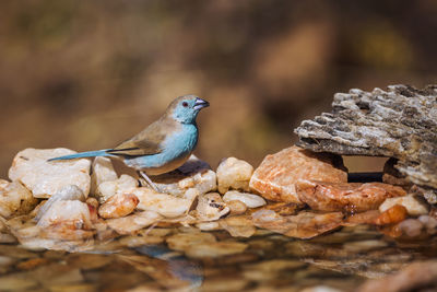 Close-up of bird perching on rock