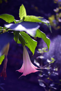 plant