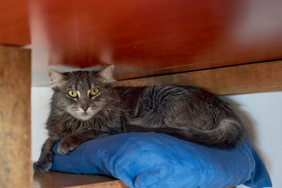 Portrait of cat sitting on wood