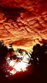 Low angle view of silhouette trees against orange sky